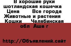 В хорошие руки шотландская кошечка › Цена ­ 7 - Все города Животные и растения » Кошки   . Челябинская обл.,Аша г.